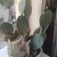 کاکتوس