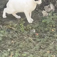 گربه گمشده|حیوانات|رشت, آب و برق|دیوار