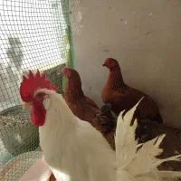 مرغ و خروس
