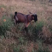سلام دوستان دو عدد تکه