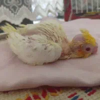 جوجه عروس هلندی
