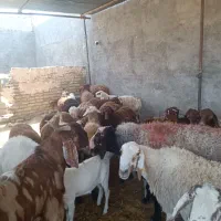 شش ماه نرینه قلم آبی گوسفندزنده تعاون|حیوانات مزرعه|مشهد, نوید|دیوار