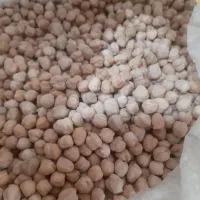 نخود تازه کرمانشاه