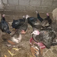 معاوضه بوقلمون با بز و گوسفند