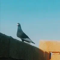 کبوتر