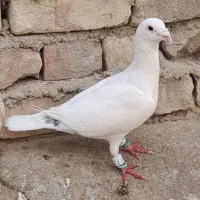 کبوتر نر سفید