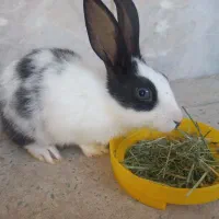 خرگوش