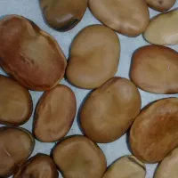 بذر باقلا امسال پربارده