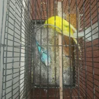 مرغ عشق باقفس و بقیه چیزها|پرنده|زابل, |دیوار