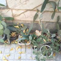 گل مختلف|گل و گیاه طبیعی|زنجان, |دیوار