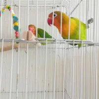 کوتوله عروس گرینچیک فنچ نرگسی بنگالی گلدین