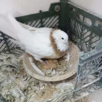 کفتر طوقی با جوجه|پرنده|ماهدشت, |دیوار