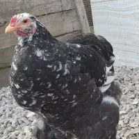 خروس برهما|حیوانات مزرعه|گوراب زرمیخ, |دیوار