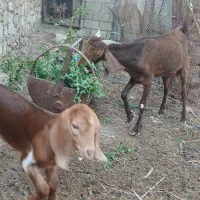 بز تیشتر کهره دار خورموج