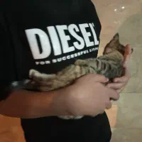 معاوضه بچه گربه ماده