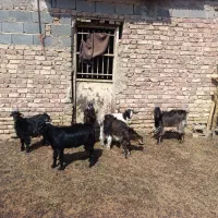 کهره نر چاق|حیوانات مزرعه|مرودشت, بیست متری بیمارستان|دیوار