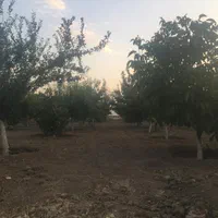 باغ۱۰۰۰متری حسین آباد نقش رستم|فروش زمین و ملک کلنگی|مرودشت, نقش رستم|دیوار