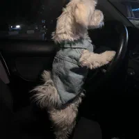 واگذاری سگ ماده|سگ|شیراز, وصال|دیوار