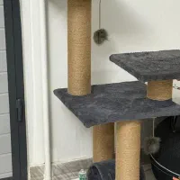 اسکرچر گربه