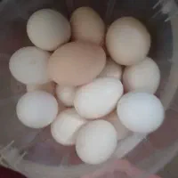 تخم مرغ محلی ، نتفه دار