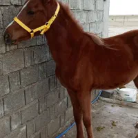 کره اسب|اسب و تجهیزات اسبسواری|برازجان, |دیوار