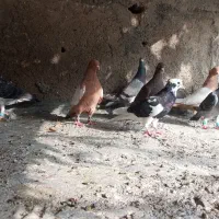 تعدادی کبوتر