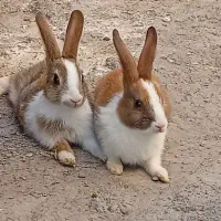 خرگوش خانگی|موش و خرگوش|بندرعباس, |دیوار