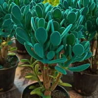 راننده با وانت(سابقه بازاریابی مهم است)|استخدام بازاریابی و فروش|اراک, |دیوار