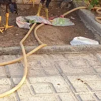 دو عدد مرغ لاری گمشده