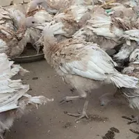 بوقلمون بوربون قرمز غول پیکر آمریکایی نژاد دار|حیوانات مزرعه|میانه, |دیوار