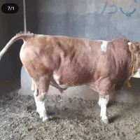 گاو و گوساله