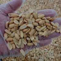 خلال بادام زمینی دو آتیشه آستانه اشرفیه