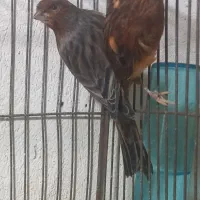 جوجه قناری ۷ ماهه
