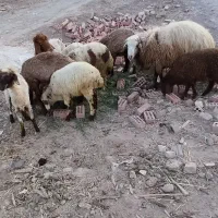 میش بره شال افشار