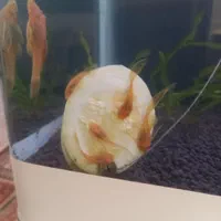 لجنخوار آکواریومی(کت بوته ای)،حلزون کیلر|ماهی|تویسرکان, |دیوار