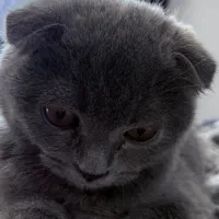 واگذاری گربه اسکاتیش