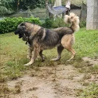 واگذاری سرابی ذات قدیم|سگ|رشت, یخسازی|دیوار