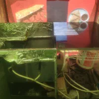 فلافلی سیار