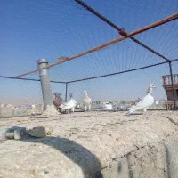 کفتر پلاکی ماده|پرنده|شیراز, قلعه نو|دیوار