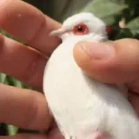 کبوتر خانگی