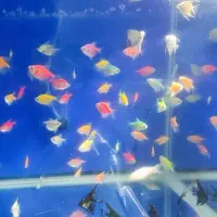 گوپی آنجل کالر زبرا فایتر پلاتی لجنخوار کتفیش|ماهی|قزوین, |دیوار