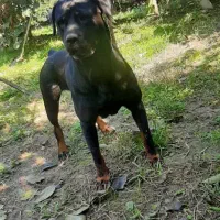 سگ روتوایلر|سگ|فردیس, قریشی|دیوار