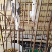 جفت عروس هلندی