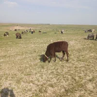 گوساله ماده .گله ای.بیابونی