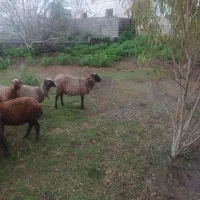 گوسفند رومانوف جنسیت ماده