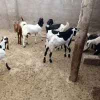 بز افغانی