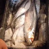 ماهی تازه هندیجان|ماهی|امیدیه, |دیوار