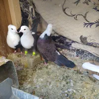 کفتر رنگه کلاغ کربلایی کله سفید و دم سفید|پرنده|تربت‌حیدریه, بهشت عسکری|دیوار