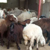 گوسفند و بره و بزغاله کشتاری داشتی در قره تپه