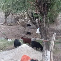 نری وبز چاق